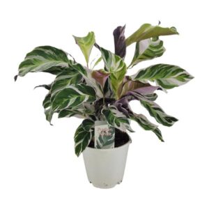 Calathea White Fusion Ø14cm - ↕14cm