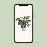 Calathea White Fusion Ø14cm - ↕14cm – Image 4