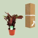 Ctenanthe Amagris Ø14cm - ↕14cm – Image 3