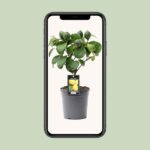 Citrus Lemon Ø15cm - ↕35cm – Image 4