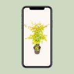 Acer palmatum Orange Dream - Ø19 - ↨40cm – Image 4