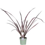 Phormium 'Pink Flamingo' - ↨50cm - Ø14