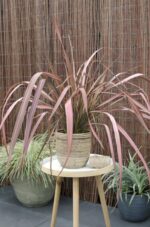 Phormium 'Pink Flamingo' - ↨50cm - Ø14 – Image 2