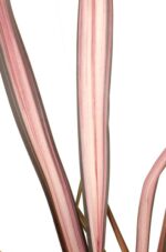 Phormium 'Pink Flamingo' - ↨50cm - Ø14 – Image 3
