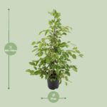 Ficus benjamina Goldenking - Ø21cm - ↕95cm – Image 2