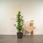 Ficus microcarpa Moclame - Ø21cm - ↕95cm + Panier Igmar – Image 2