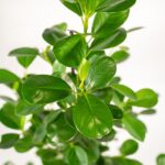 Ficus microcarpa Moclame - Ø21cm - ↕95cm + Panier Igmar – Image 3