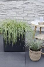 3x - Carex hachijoensis 'Evergold' - ↨30cm - Ø14 – Image 2