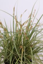 3x - Carex hachijoensis 'Evergold' - ↨30cm - Ø14 – Image 4