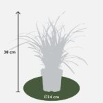 3x - Carex morrowii 'Ice Dance' - ↨30cm - Ø14 – Image 8