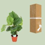 Calathea Orbifolia - Ø17cm - ↕60cm – Image 3