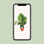 Calathea Orbifolia - Ø17cm - ↕60cm – Image 4