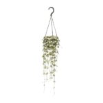 Ceropegia Woodii Suspendu - Ø14cm - ↕50cm