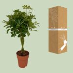 Schefflera Compacta - Ø19cm - ↕80cm – Image 3