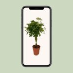 Schefflera Compacta - Ø19cm - ↕80cm – Image 4