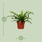 Asplenium Antiquum - Ø12cm - ↕25cm – Image 2