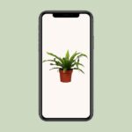 Asplenium Antiquum - Ø12cm - ↕25cm – Image 4