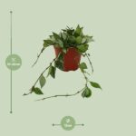 Hoya Krohniana Eskimo - Ø12cm - ↕15cm – Image 2