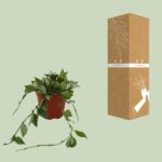 Hoya Krohniana Eskimo - Ø12cm - ↕15cm – Image 3