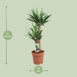 Yucca Elephantipes - Ø21cm - ↕80cm – Image 2