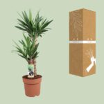 Yucca Elephantipes - Ø21cm - ↕80cm – Image 3