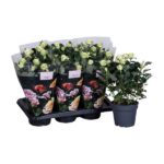 Rose blanche - Ø17cm - ↕45cm