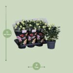 Rose blanche - Ø17cm - ↕45cm – Image 2