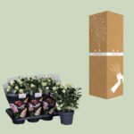 Rose blanche - Ø17cm - ↕45cm – Image 3