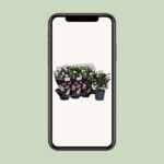 Rose blanche - Ø17cm - ↕45cm – Image 4