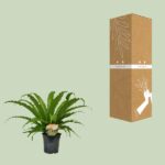 Asplenium Osaka - Ø17cm - ↕40cm – Image 3