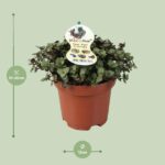 Calissia Repens - Ø12cm - ↕17cm – Image 2