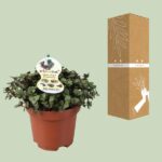 Calissia Repens - Ø12cm - ↕17cm – Image 3