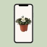 Calissia Repens - Ø12cm - ↕17cm – Image 4