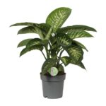 Dieffenbachia Mars - Ø19cm - ↕60cm