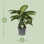 Dieffenbachia Mars - Ø19cm - ↕60cm – Image 2