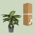 Dieffenbachia Mars - Ø19cm - ↕60cm – Image 3