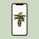 Dieffenbachia Mars - Ø19cm - ↕60cm – Image 4