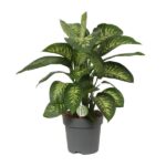 Dieffenbachia Reeva - Ø24cm - ↕75cm