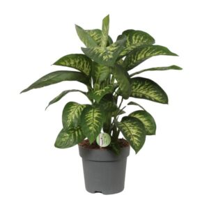 Dieffenbachia Reeva - Ø24cm - ↕75cm