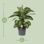 Dieffenbachia Reeva - Ø24cm - ↕75cm – Image 2