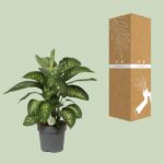 Dieffenbachia Reeva - Ø24cm - ↕75cm – Image 3