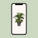 Dieffenbachia Reeva - Ø24cm - ↕75cm – Image 4