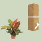 Philodendron Prince of Orange - Ø17cm - ↕45cm – Image 3