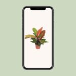 Philodendron Prince of Orange - Ø17cm - ↕45cm – Image 4