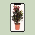 Codiaeum Variegatum Mammi - Ø27cm - ↕100cm – Image 4