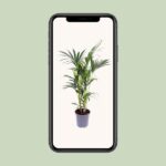 Howea Forsteriana - Ø21cm - ↕120cm – Image 4