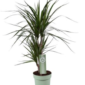 Dracaena Marginata - Ø17 ↕70