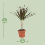 Dracaena Magenta - Ø12cm - ↕50cm – Image 2