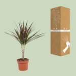 Dracaena Magenta - Ø12cm - ↕50cm – Image 3