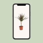 Dracaena Magenta - Ø12cm - ↕50cm – Image 4